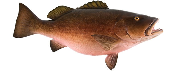 Cubera snapper adults are solitary fish that have a maximum